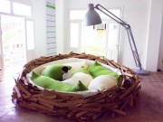 Giant Birdsnest1