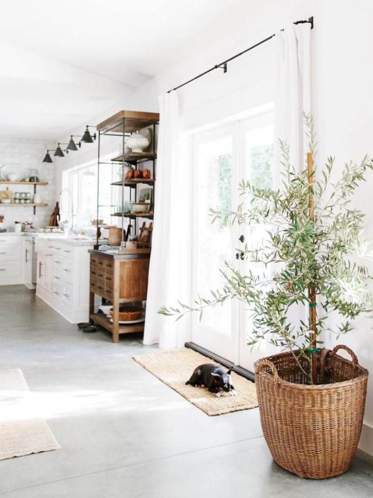 Trend interior decorating with olive trees My desired home