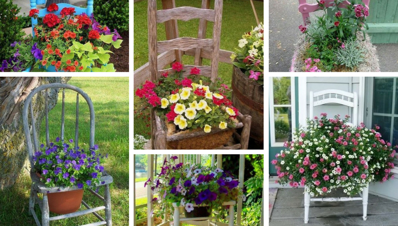 Garden decoration with old chairs and colorful flowers