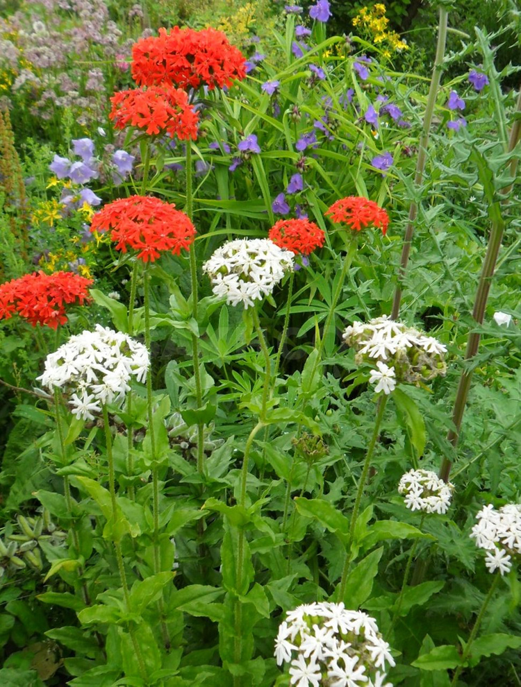 How To Grow Lychnis Coronaria In Your Pots And Garden And 40 Great