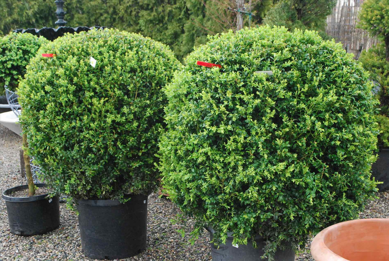 Boxwood A Hardy And Easy To Shape Shrub For Flower Beds And Pots My