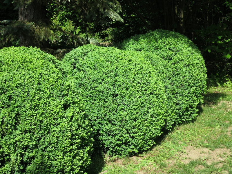 Boxwood A Hardy And Easy To Shape Shrub For Flower Beds And Pots My