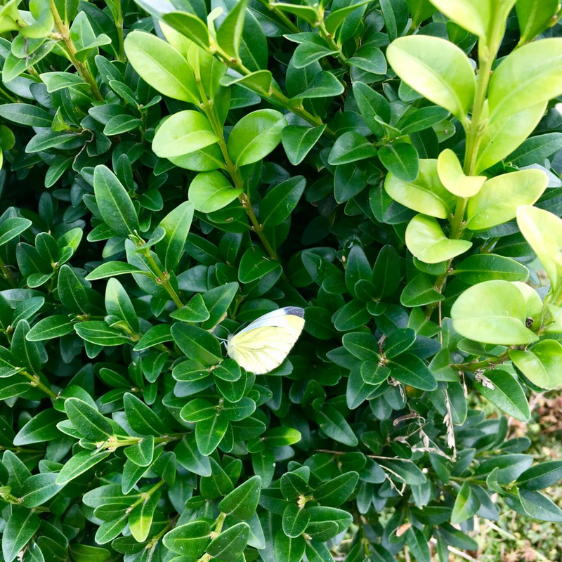 Boxwood A Hardy And Easy To Shape Shrub For Flower Beds And Pots My