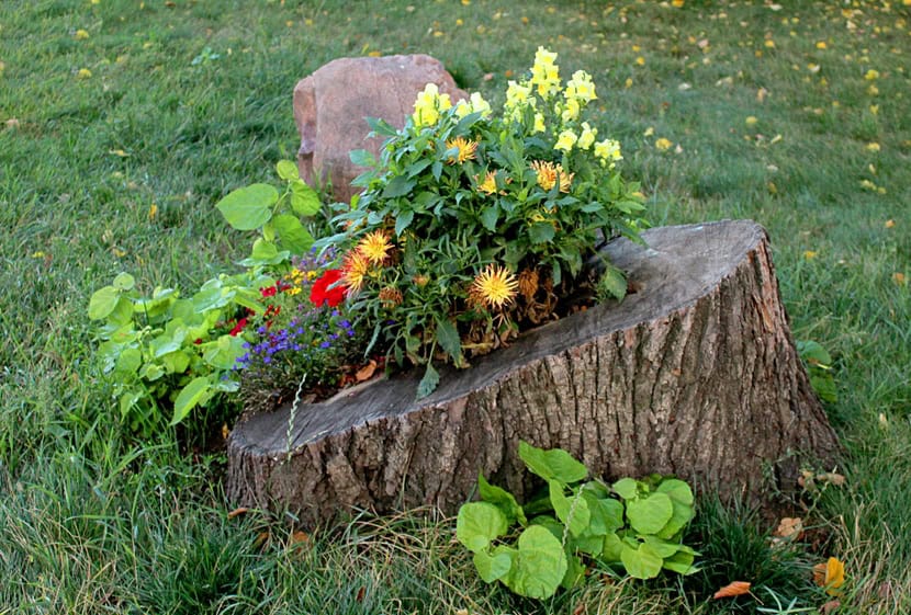 DIY Plant Pots from Tree Stumps | Unique Garden Decor Ideas | My ...
