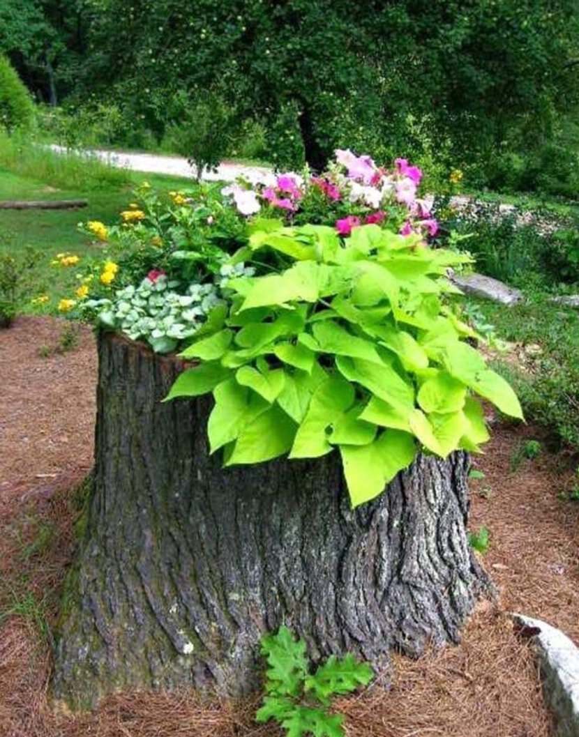 DIY Plant Pots from Tree Stumps | Unique Garden Decor Ideas | My ...