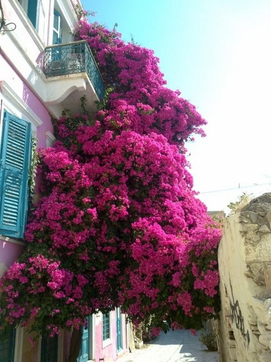 Flower balconies and windows26