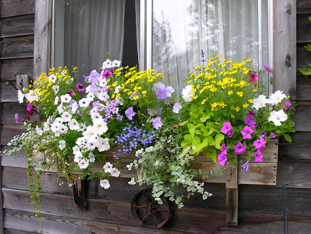 Flower balconies and windows28