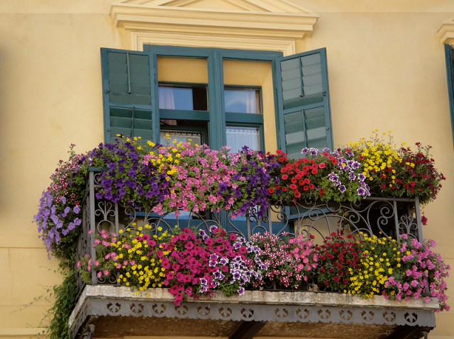 Flower balconies and windows29