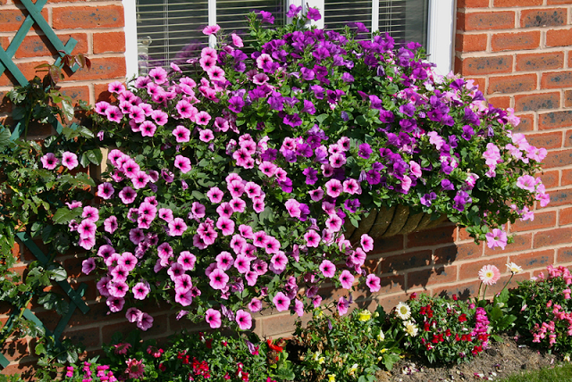 Flower balconies and windows30
