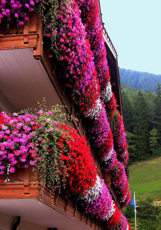 Flower balconies and windows33