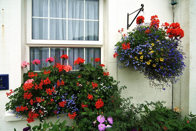 Flower balconies and windows8