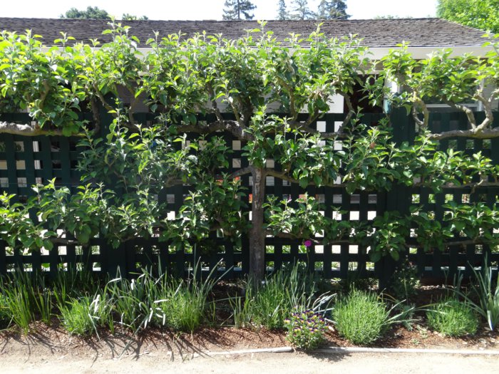 Trellis - Rose arches and other Flower supports are visual highlights ...