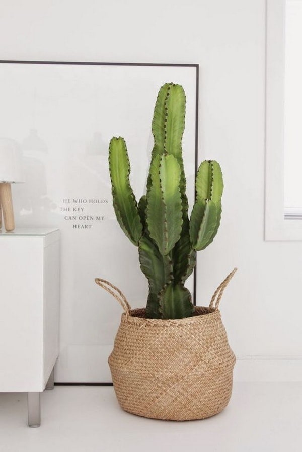 The ultimate ideas for decorating interiors with cactus | My desired home