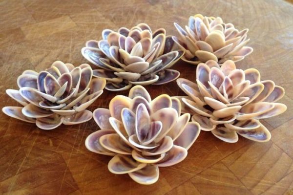 DIY: Crafts with shells – 43 inspirational ideas for creative minds
