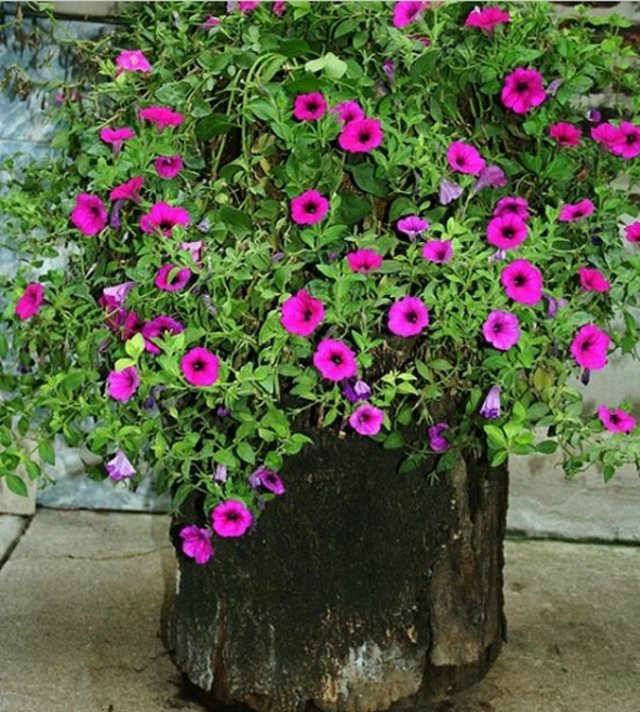 21 Great images of tree trunks transformed into beautiful pots