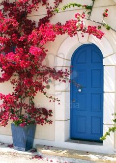 Bougainvillea – A magical exotic plant for the garden