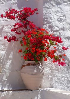 Bougainvillea – A magical exotic plant for the garden