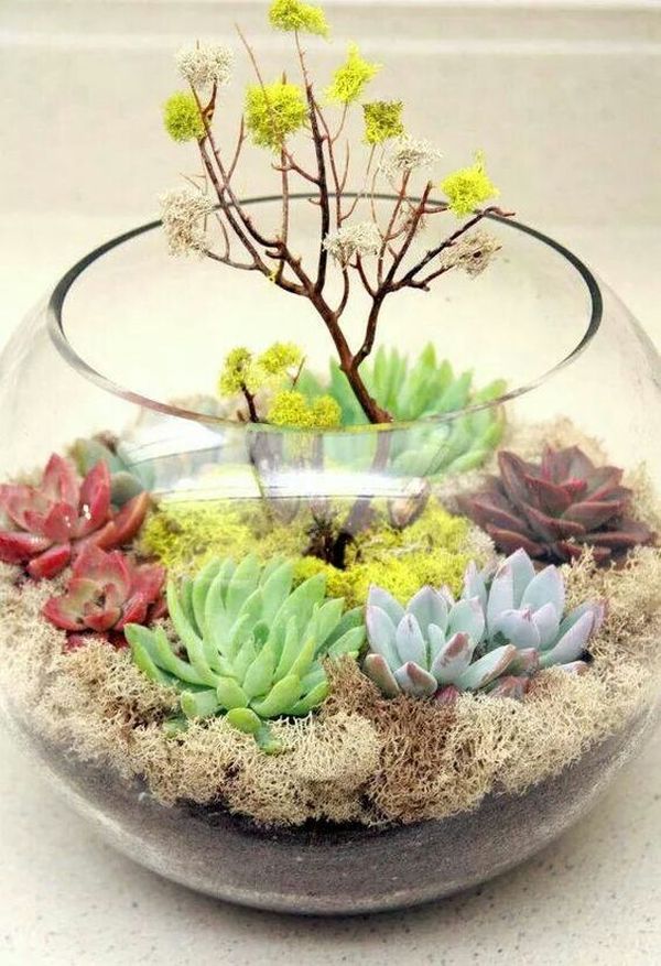 Small garden in a glass bowl – arrangements ideas with succulent plants