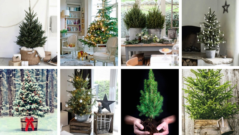 Great ideas to cultivate the Christmas tree in a pot and admire it for many more years