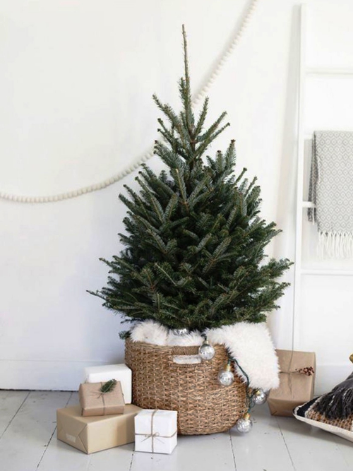 Great ideas to cultivate the Christmas tree in a pot and admire it for many more years