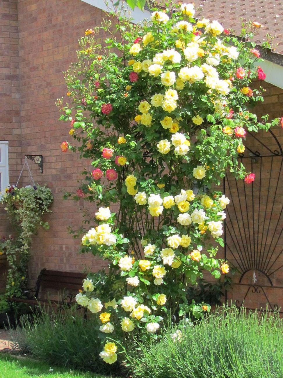 Wonderful Ideas For Fabulous Decorations In The Garden With Climbing ...