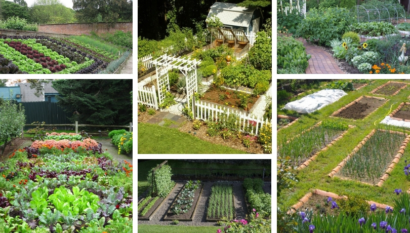 39 ideas for a great DIY vegetable garden - what do you need to know