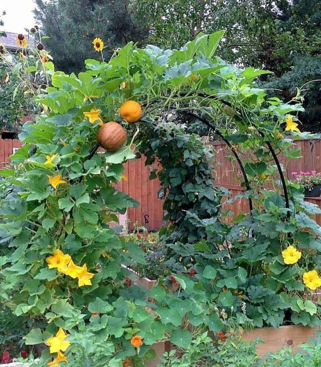 45 Affordable DIY Design Ideas for a Vegetable Garden | My desired home