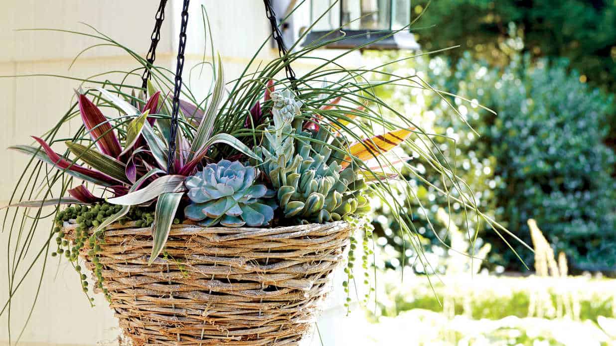 How to plant in a wicker basket? Instructions and many inspirations