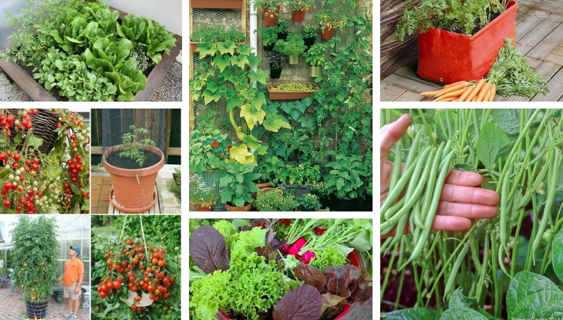 Growing Vegetables On The Balcony Or, How To Make A Terrace Vegetable Garden