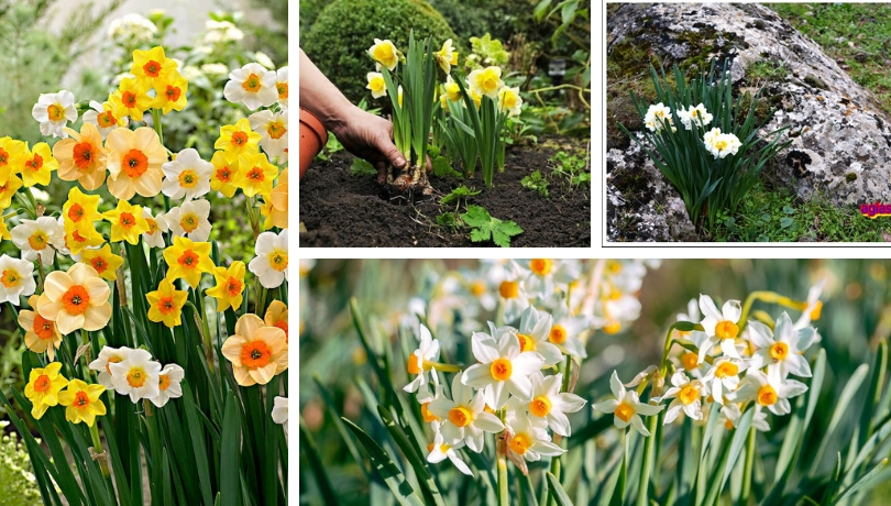 Daffodil Narcissus Bulbs for Planting Fragrant Impressive Winter Stand Upright Courtyard Decoration-10 Bulbs
