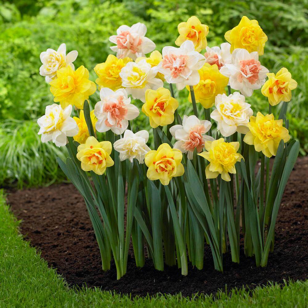 Narcissus, A Beautiful Flower For Your Garden And Flower Pots | My ...