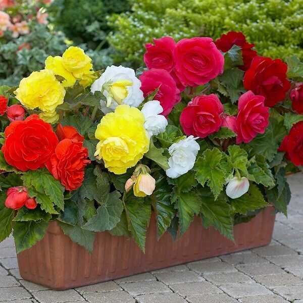 Begonia: 50+ Beautiful Images For Home And Garden Decoration And Tips ...