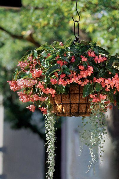 Begonia: 50+ Beautiful Images for home and garden decoration and tips ...