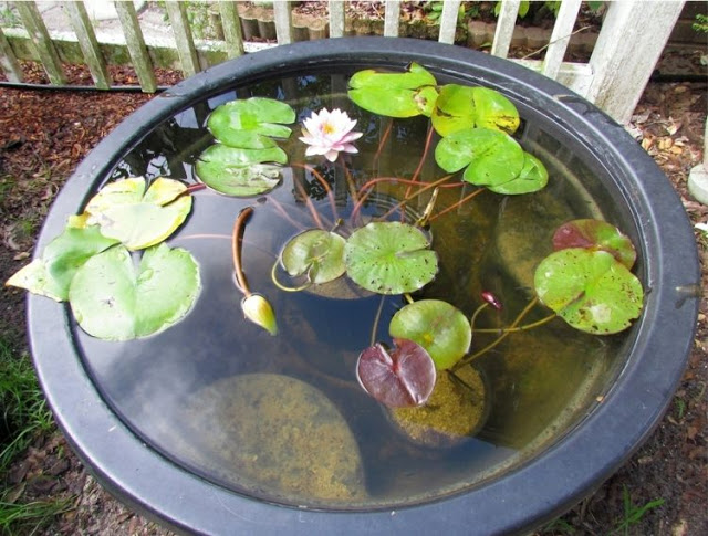 Mini ponds for garden and balcony - 24 DIY suggestions for a great ...