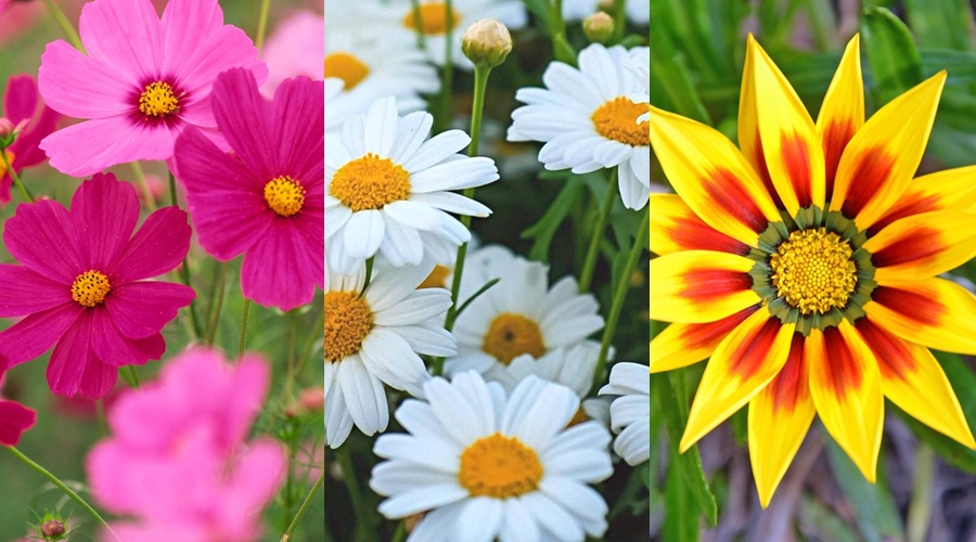 The Best Flowering Plants For The Cutest Garden 