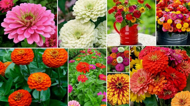 Zinnia - the most colorfur flowers for your garden | My desired home