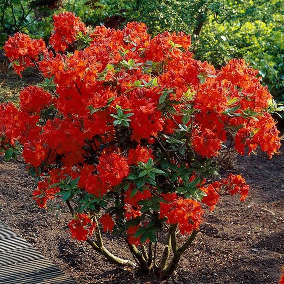 Azalea: How to care and 40 wonderful ideas for home and garden ...