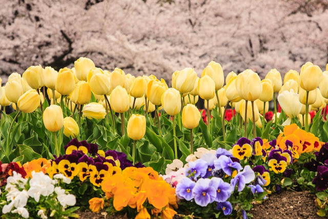 Unlock the Secrets of Stunning Flower Gardens: 50 Colorful Ideas That Will Ignite Your Creativity