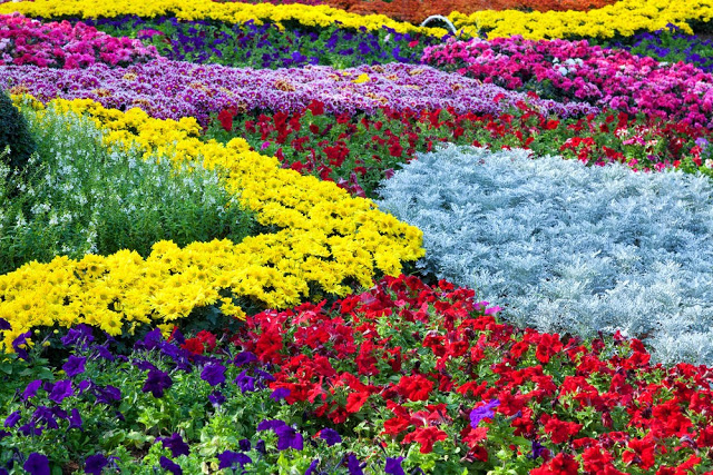 Unlock the Secrets of Stunning Flower Gardens: 50 Colorful Ideas That Will Ignite Your Creativity