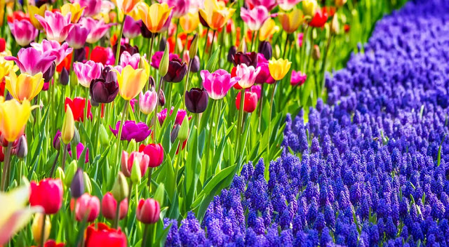 Unlock the Secrets of Stunning Flower Gardens: 50 Colorful Ideas That Will Ignite Your Creativity