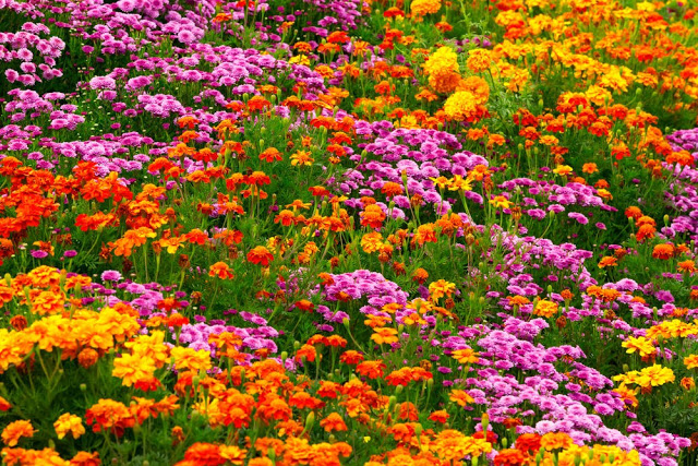 Unlock the Secrets of Stunning Flower Gardens: 50 Colorful Ideas That Will Ignite Your Creativity