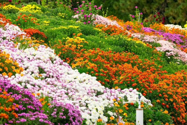 Unlock the Secrets of Stunning Flower Gardens: 50 Colorful Ideas That Will Ignite Your Creativity