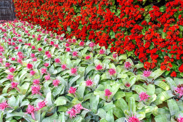 Unlock the Secrets of Stunning Flower Gardens: 50 Colorful Ideas That Will Ignite Your Creativity