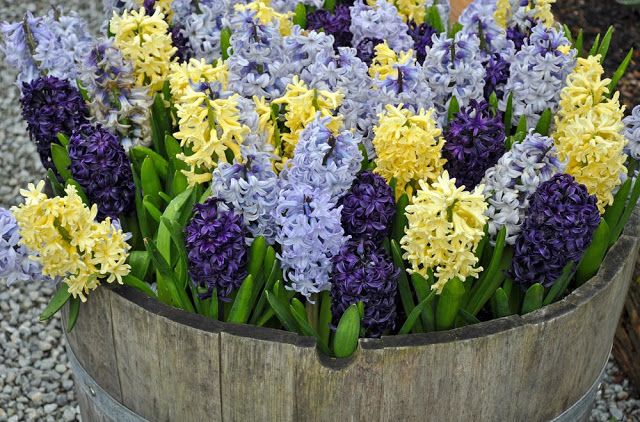 Unlock the Secrets of Stunning Flower Gardens: 50 Colorful Ideas That Will Ignite Your Creativity