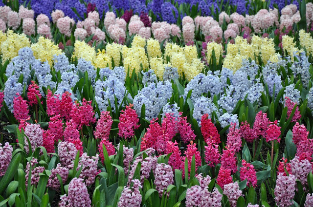 Unlock the Secrets of Stunning Flower Gardens: 50 Colorful Ideas That Will Ignite Your Creativity