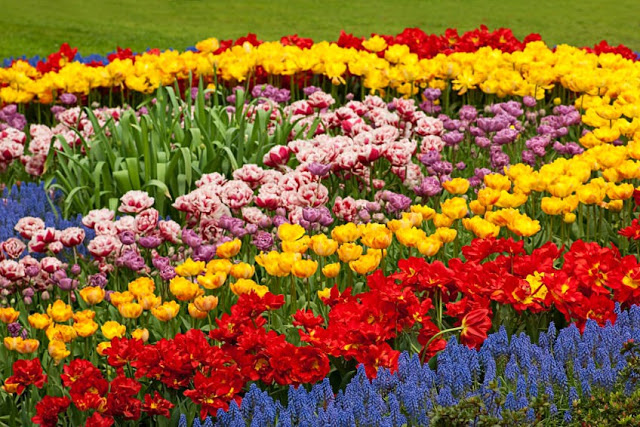 Unlock the Secrets of Stunning Flower Gardens: 50 Colorful Ideas That Will Ignite Your Creativity