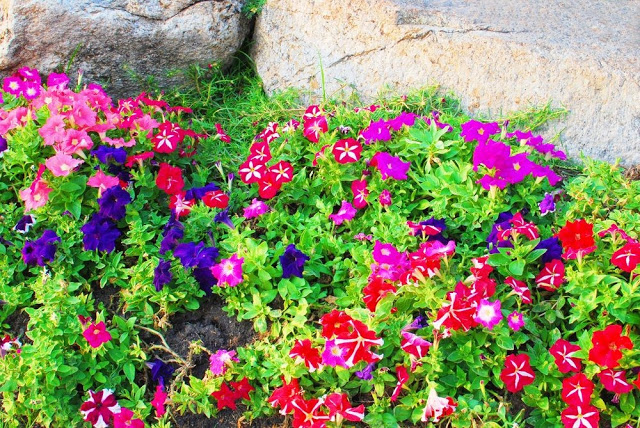 Unlock the Secrets of Stunning Flower Gardens: 50 Colorful Ideas That Will Ignite Your Creativity