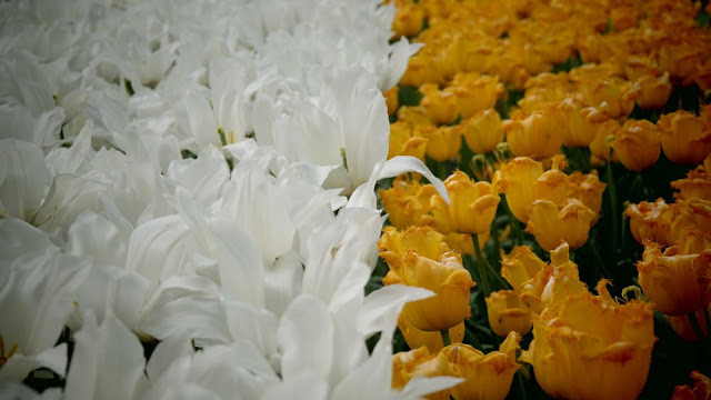 Unlock the Secrets of Stunning Flower Gardens: 50 Colorful Ideas That Will Ignite Your Creativity