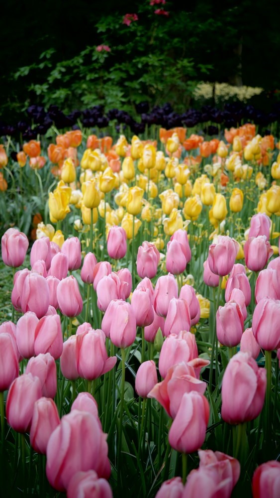 Unlock the Secrets of Stunning Flower Gardens: 50 Colorful Ideas That Will Ignite Your Creativity