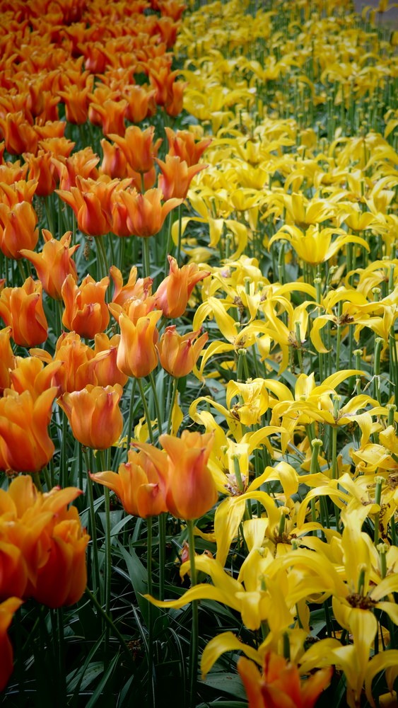 Unlock the Secrets of Stunning Flower Gardens: 50 Colorful Ideas That Will Ignite Your Creativity